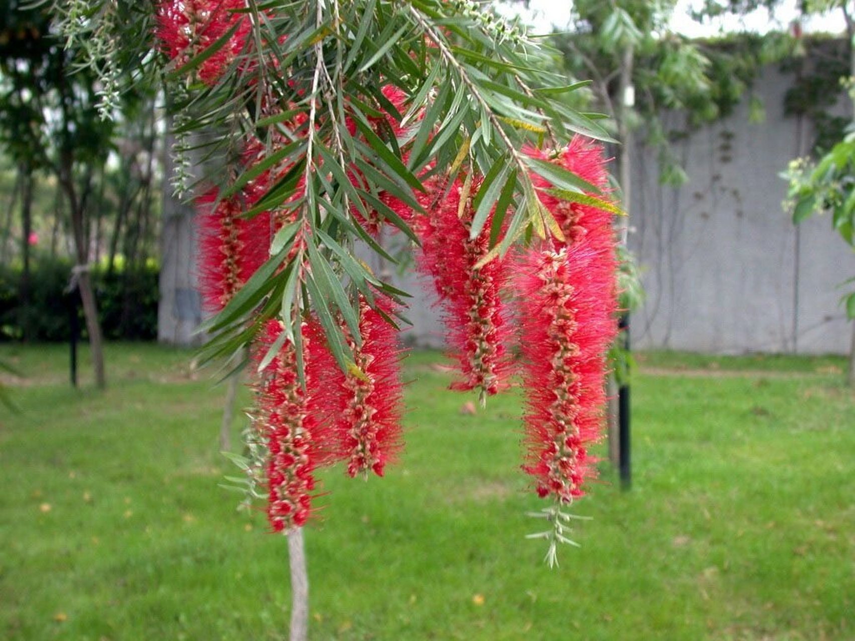 红千层,别名:瓶刷木,金宝树,串钱柳 万条红丝绦,绿难掩其妖.