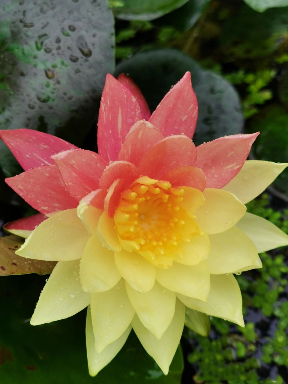 双色睡莲 万维莎