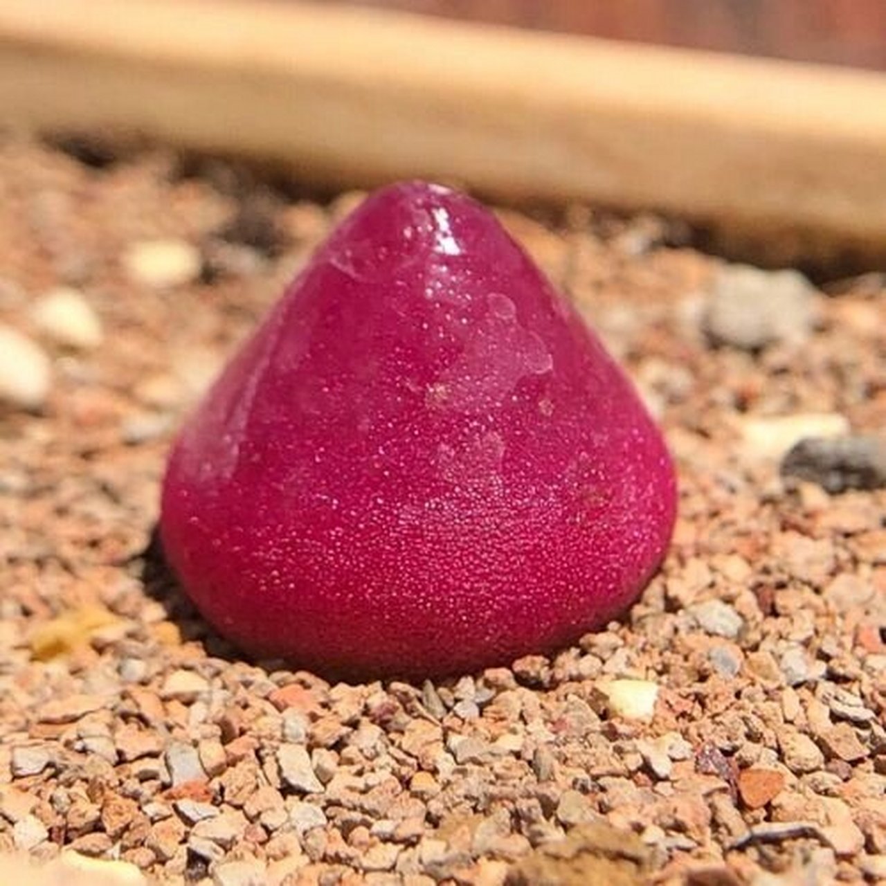 一种多肉  灯泡 每天认识一种多肉  灯泡 	 多肉灯泡是番杏科肉锥花属