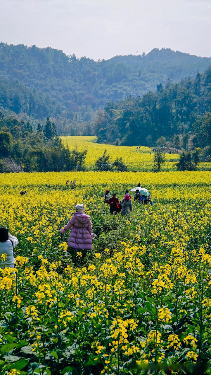 柳州附近油菜花景点图片
