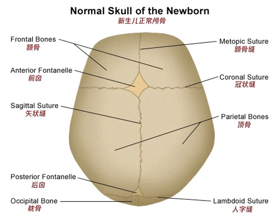 新生儿正常颅骨 胎头由两块颅骨,额骨,颞骨及一块枕骨构成
