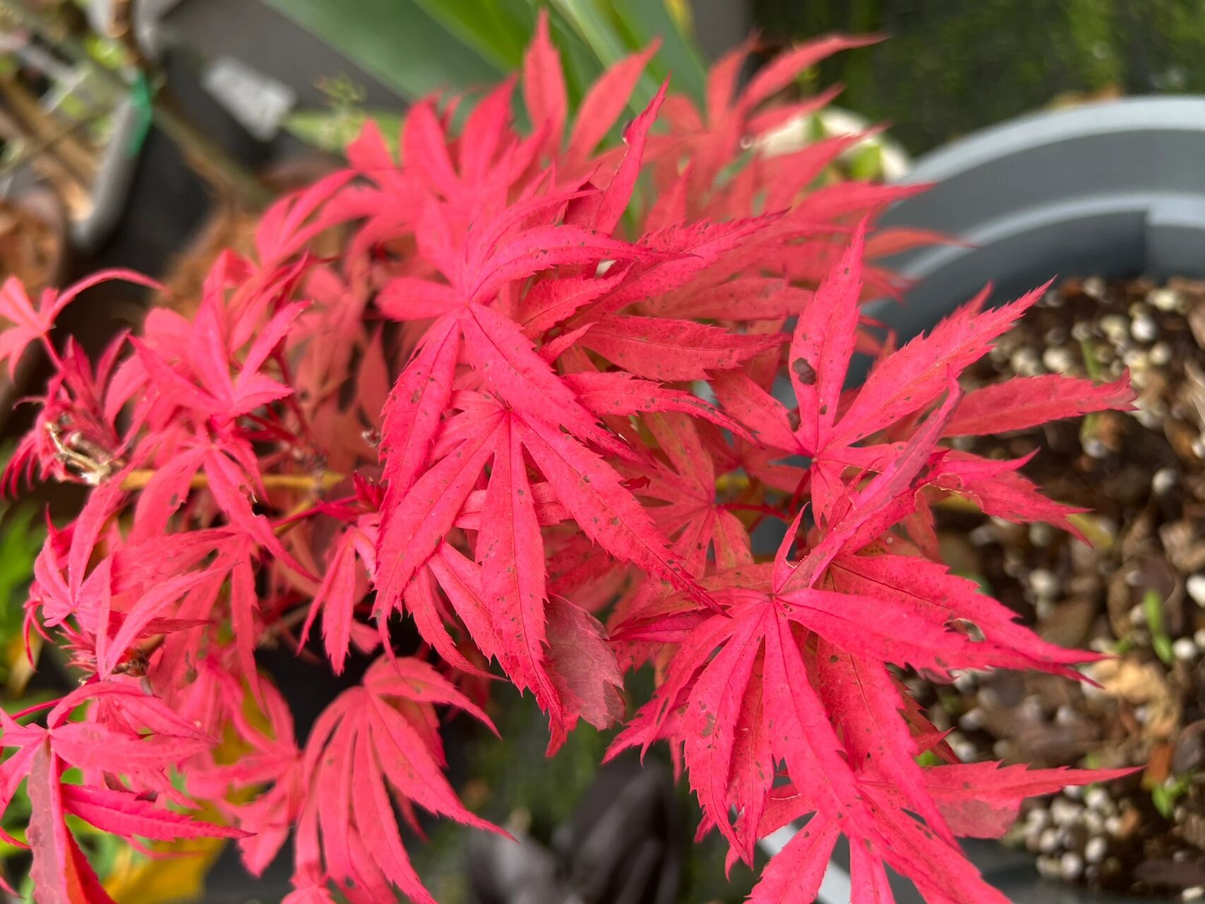 春天的红色系枫树 爪红 群云雀 姬猩猩 希拉蕊. .