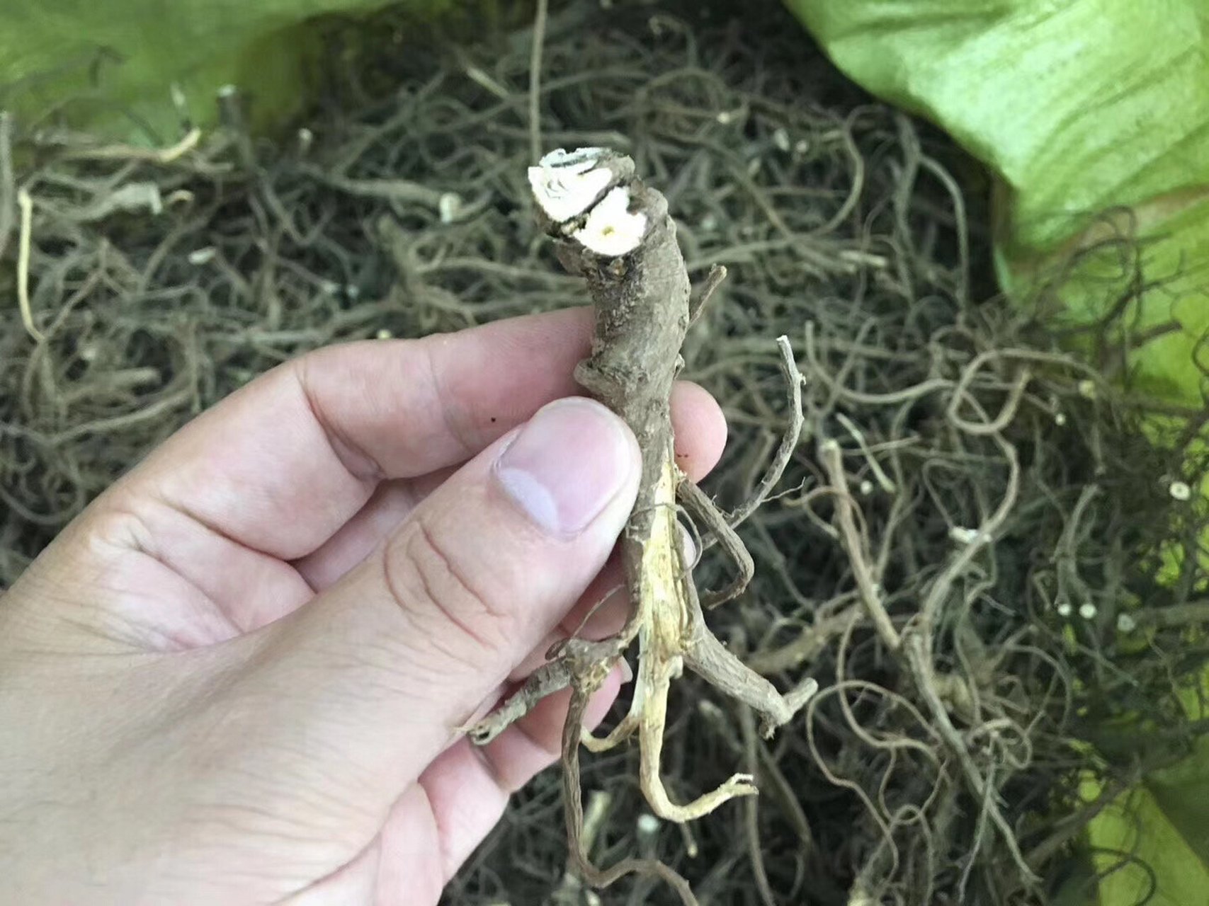 山里的草本植物,野生小柴胡   神农架野生小柴胡 高山野生北柴胡,我们