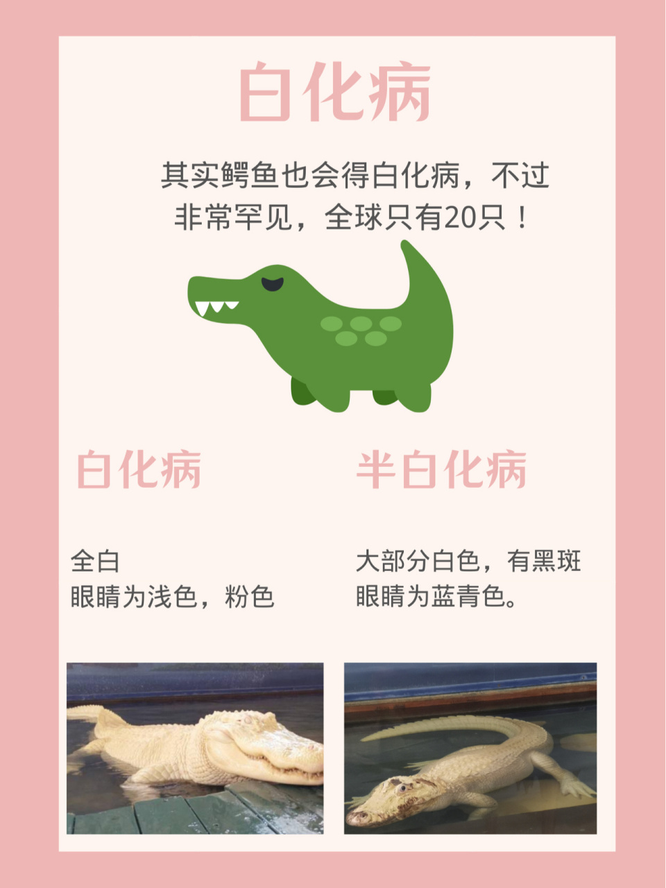 6015全球仅有20只白色鳄鱼94罕见2种成因 73罕见的白色鳄鱼