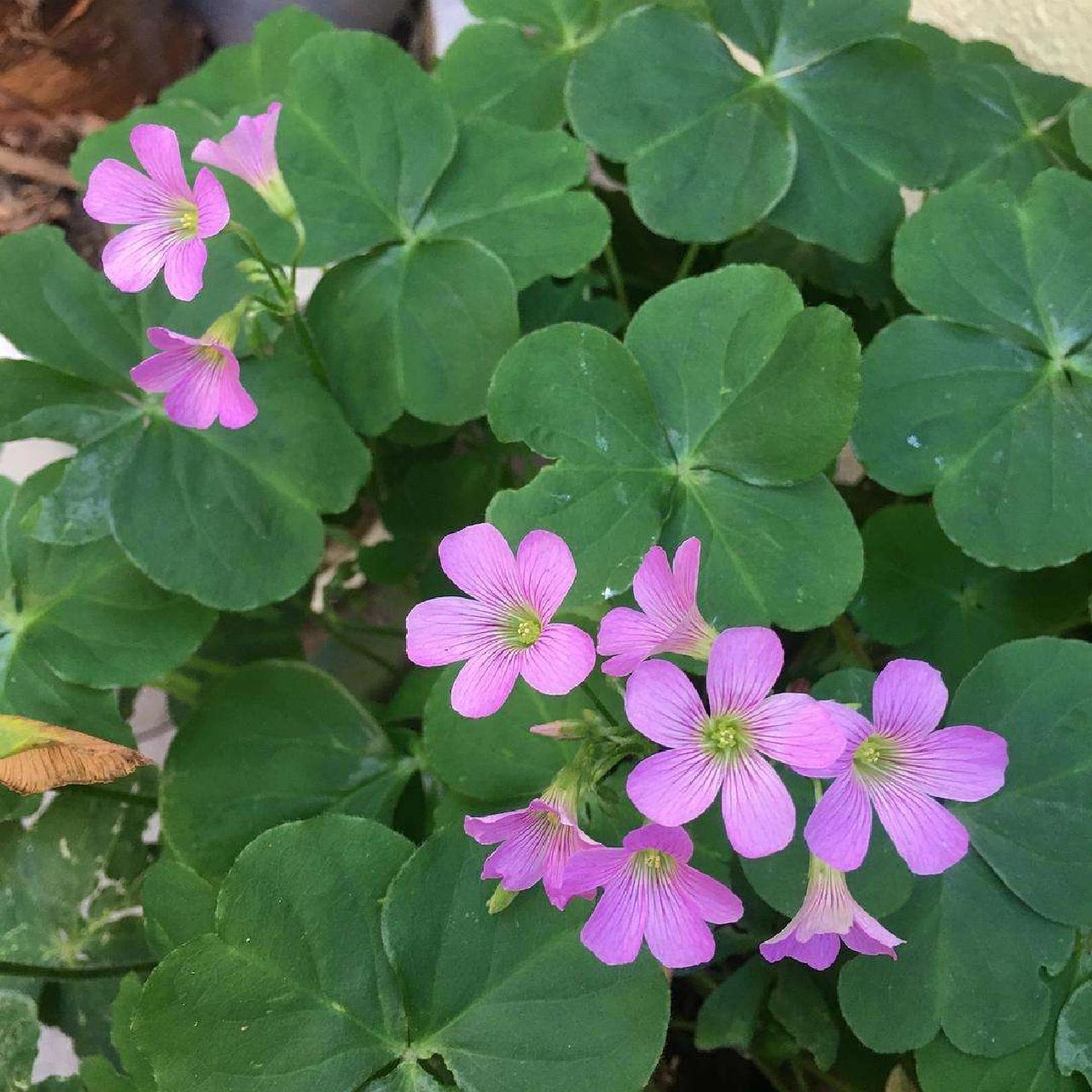 酢浆草怎么彻底去除! 好几个盆里都有它,拔了没几天又长了,看着烦!