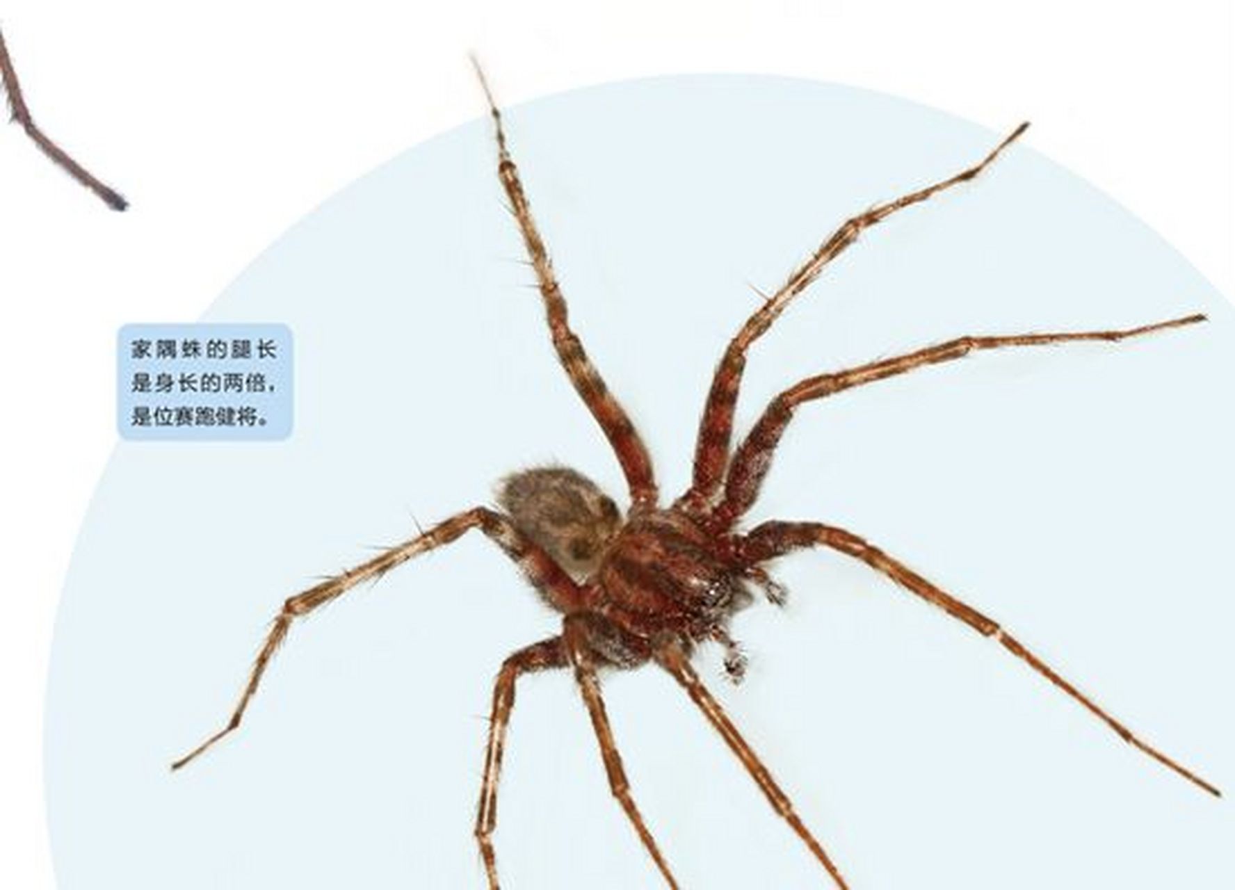 夏日昆虫 |藏在家中的"短跑冠军"—家隅蛛 大长腿,细绒毛,大眼睛.