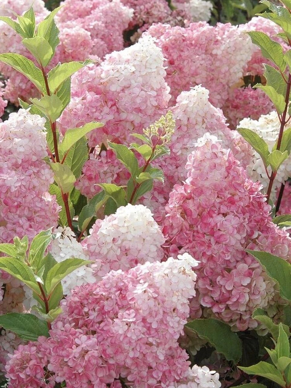 get圆锥绣球养护技巧 香草草莓绣球这个品种不畏炎热,在烈日下霸气