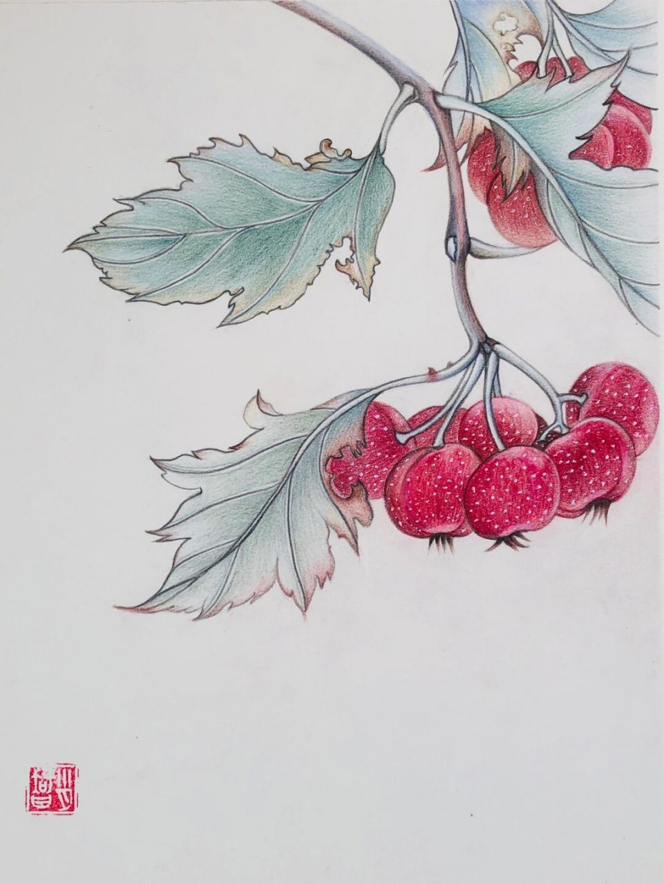 97编号566(临于北京樱花园),山楂(工笔);97纸:获多福300g8开细纹