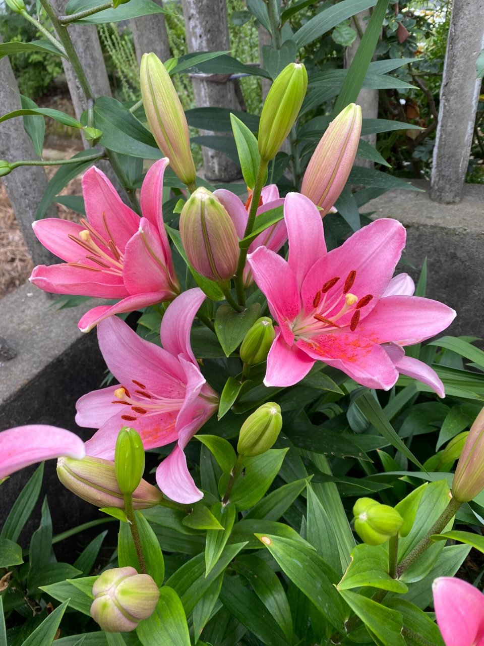 布林迪西百合 最早开始养的一个品种,很优秀.