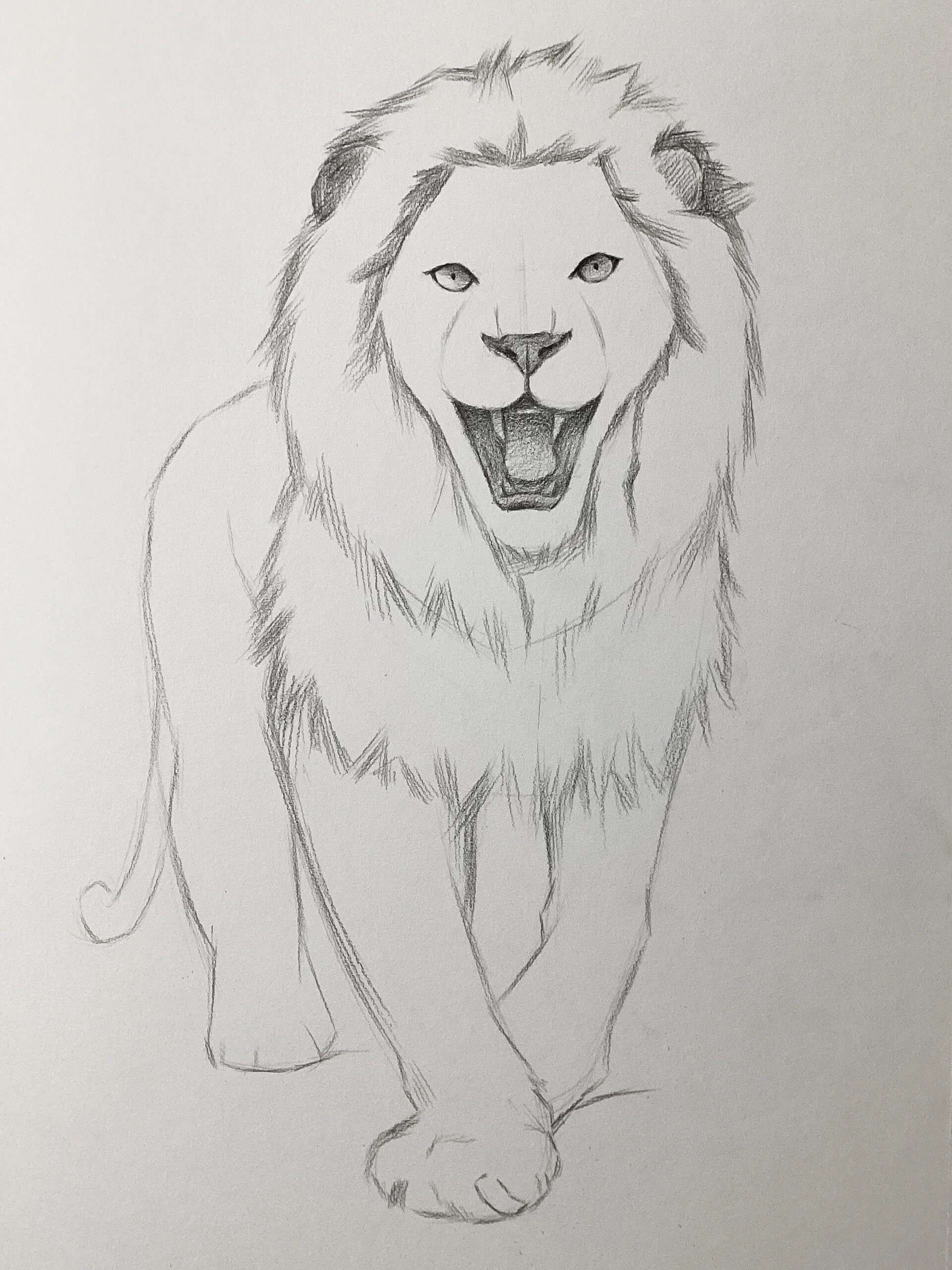画个超凶的素描狮子 附步骤