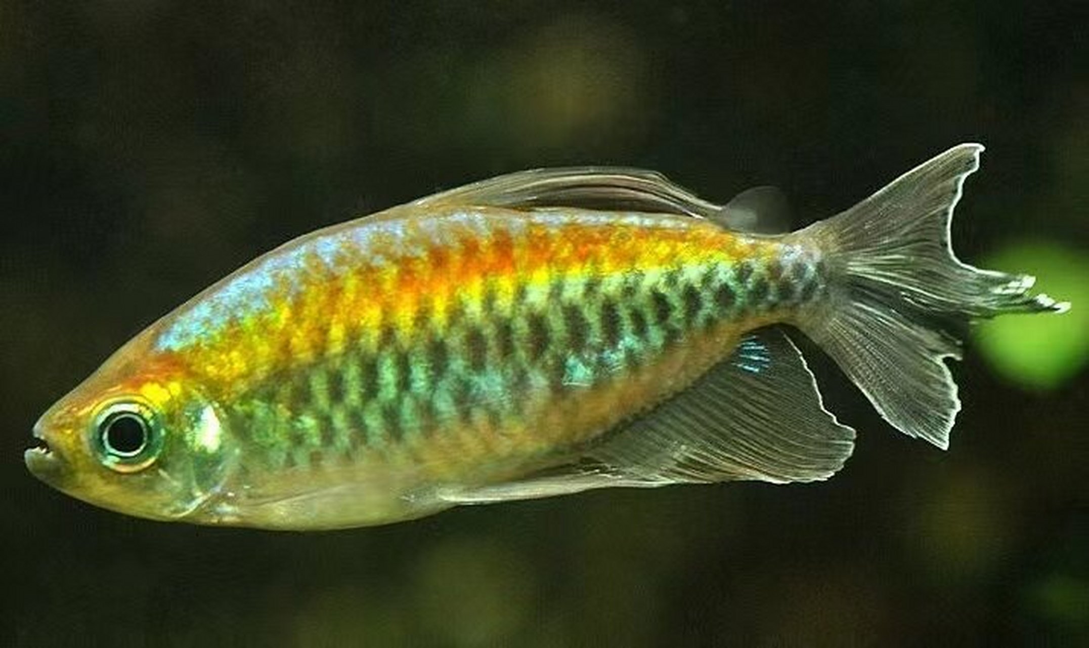 刚果扯旗) 刚果扯旗鱼,又名刚果霓虹鱼,刚果鱼