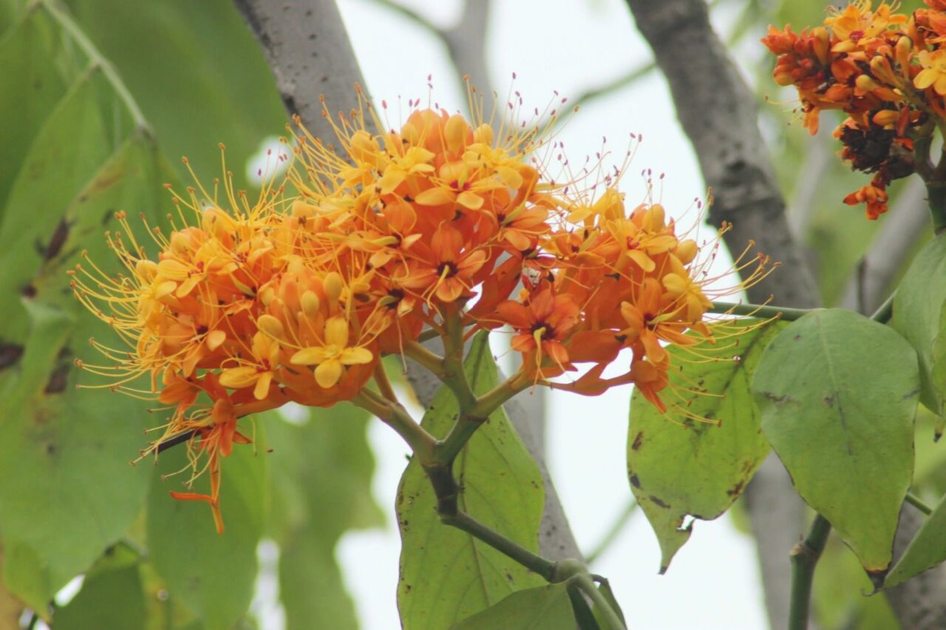 中国无忧花 中国无忧花(学名:saraca dives pierre):乔木,高5-20米