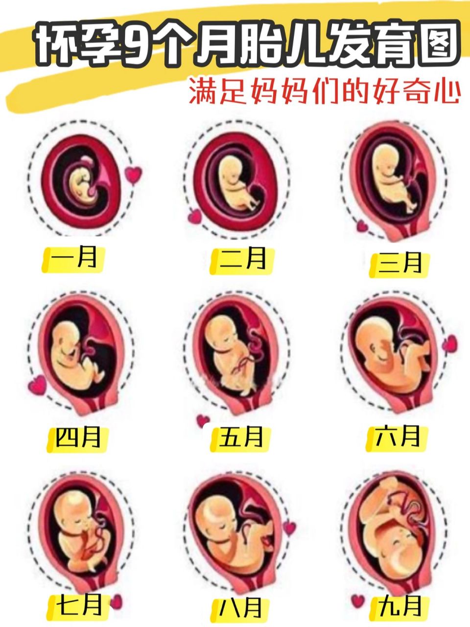 97孕妇40周胎儿发育图 | 孕妈妈一看便懂 宝宝在肚子里的发育 妈妈