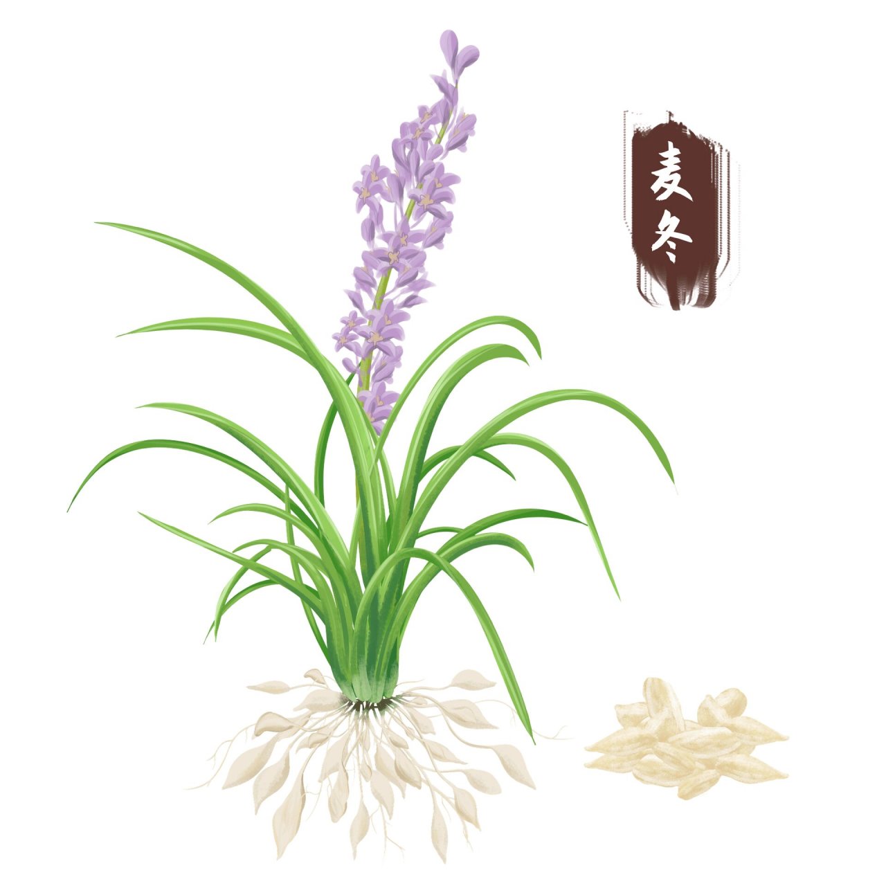 手绘写实风三七中医草药可编辑元素采药元素 ?