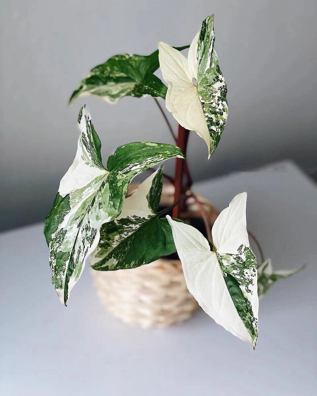 白锦合果芋 白锦合果芋(syngonium podophyllum)箭头合果芋的锦华品种