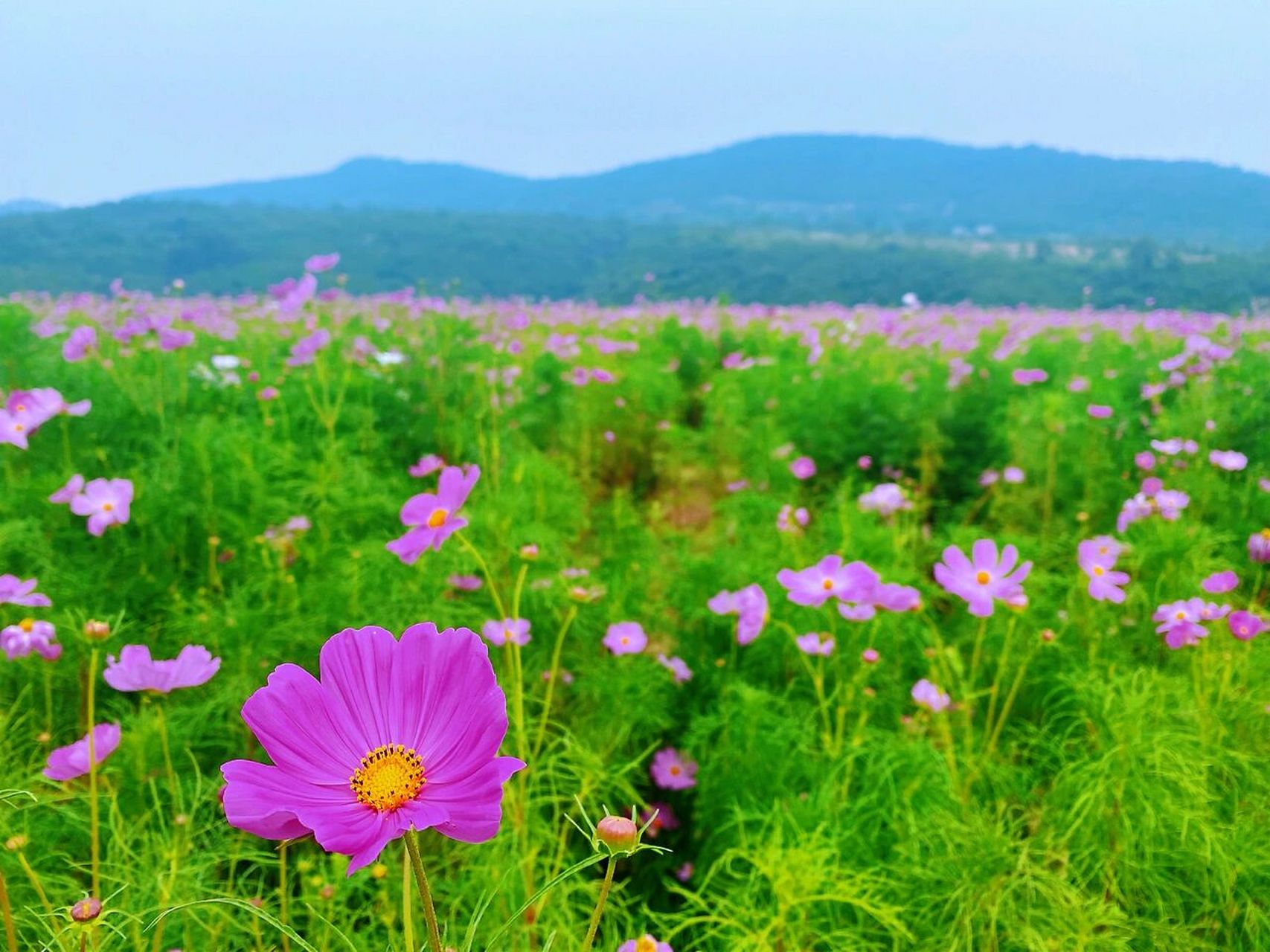 石景山半山花海~ 这片花海好像是今年的新网红,前段时间跑去打卡,被