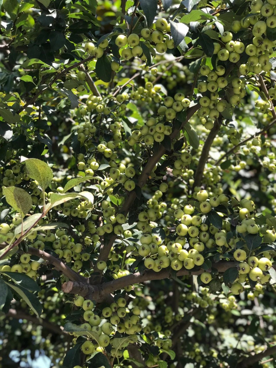 偶遇野生山楂树