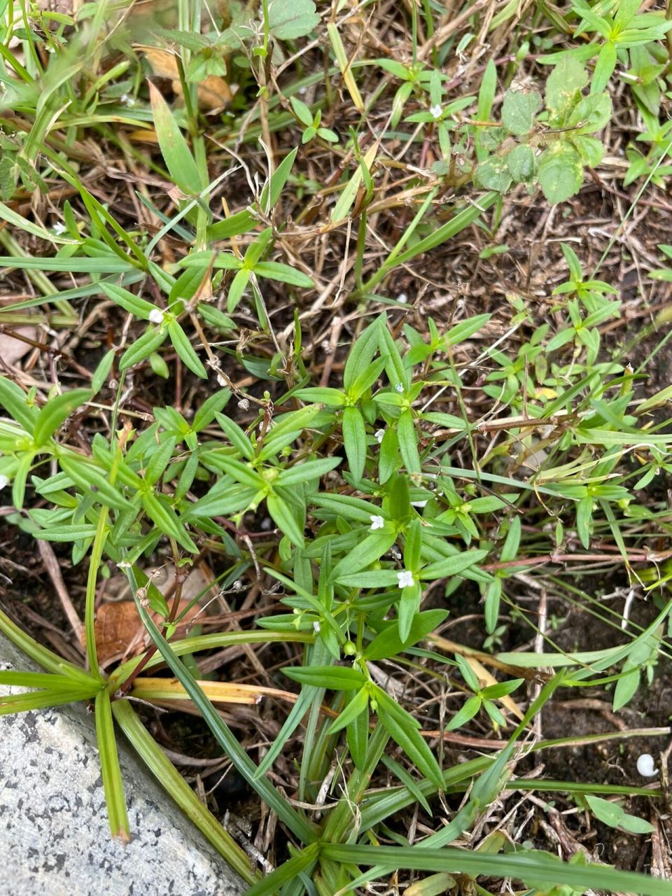 每天学习一种植物12|伞房花耳草/水线草 伞房花耳草 茜草科	非洲耳草