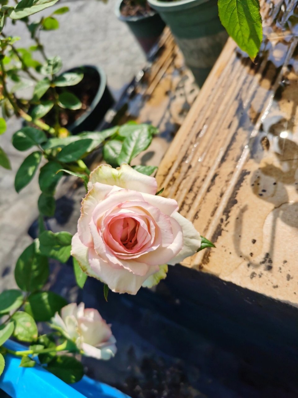 月季34-巴尔扎克 一个超级冷门的月季品种,超级大花,好看的纽扣心花型