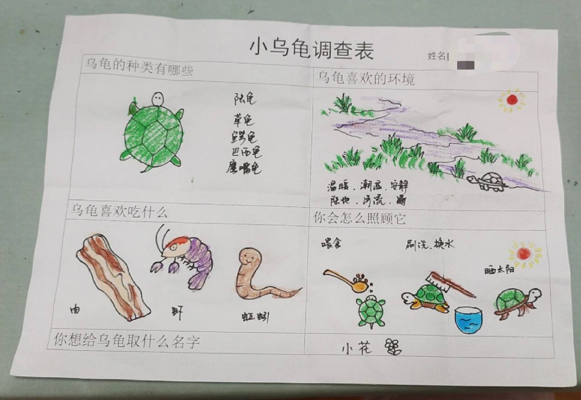 幼儿园记录の小乌龟调查表 小班作业,尽力了.