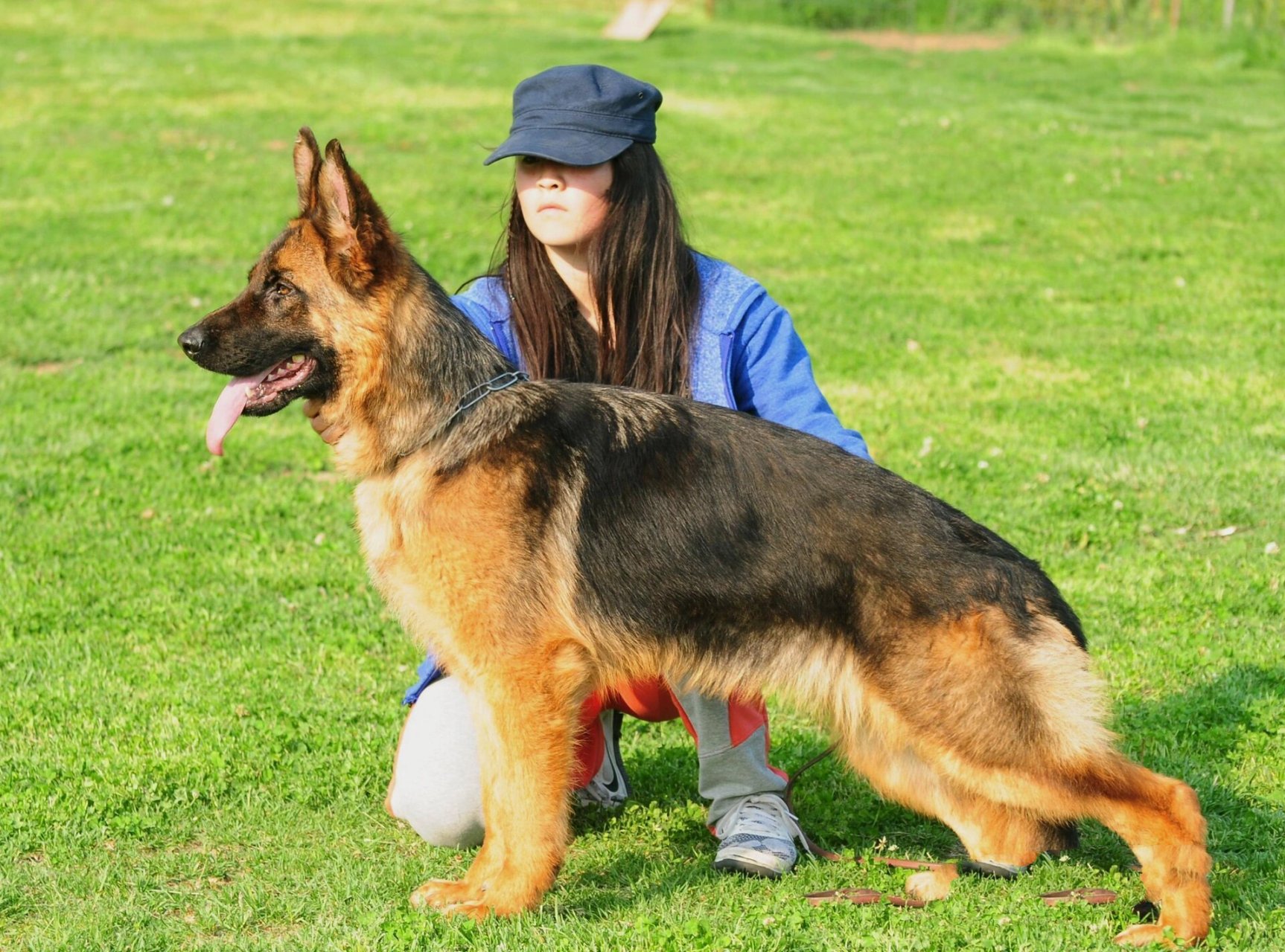 德牧幼犬不同阶段的毛色变化 德牧刚出生的时候几乎是全黑色 一个月