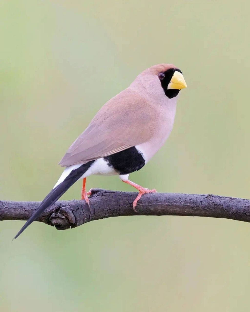 白耳草雀 #保护动物# #鸟类# #观鸟# #白耳草雀