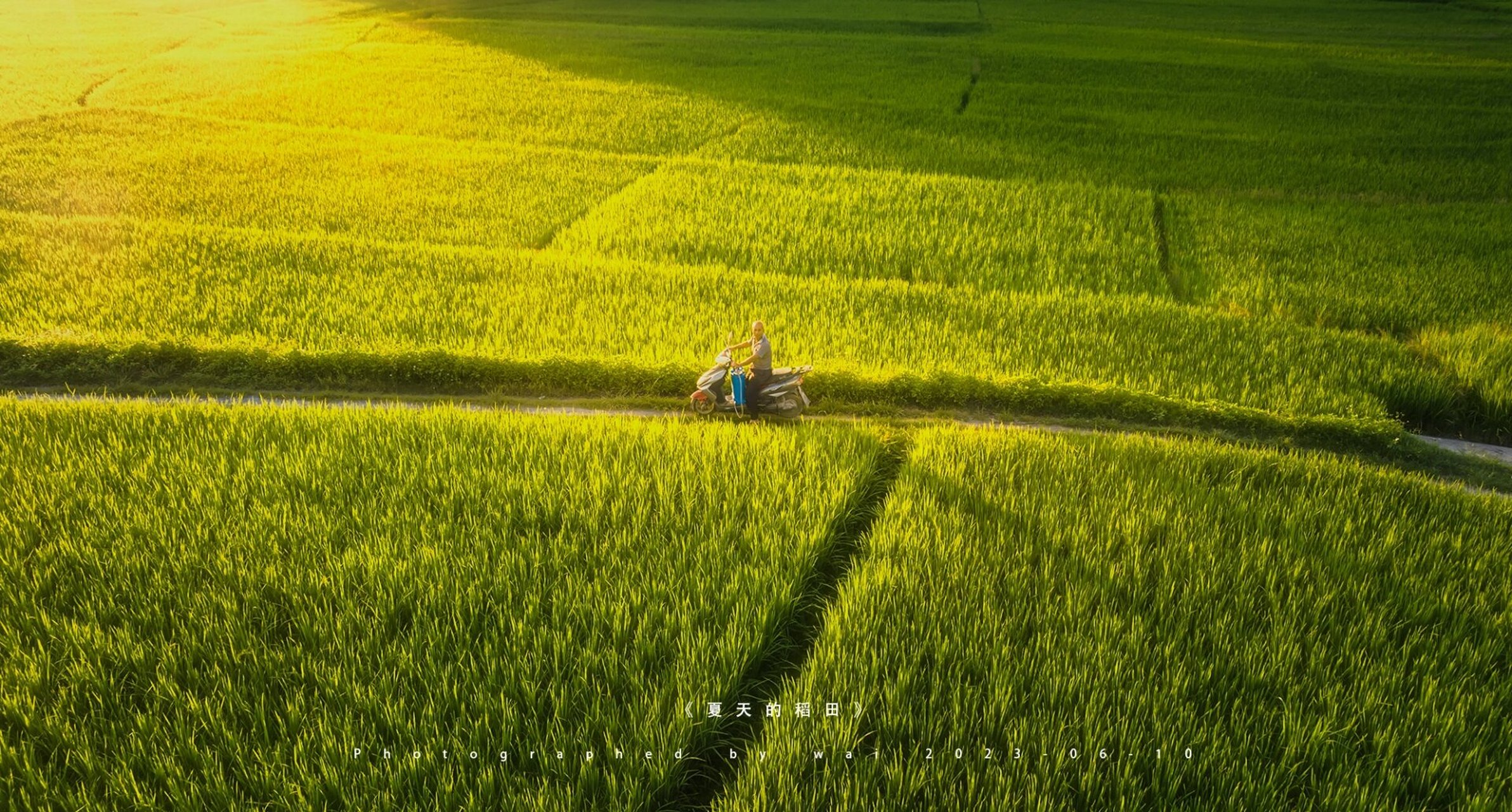 夏天的稻田 阳光正好,走在田间小道上,感觉心情舒畅,试问青山何时老