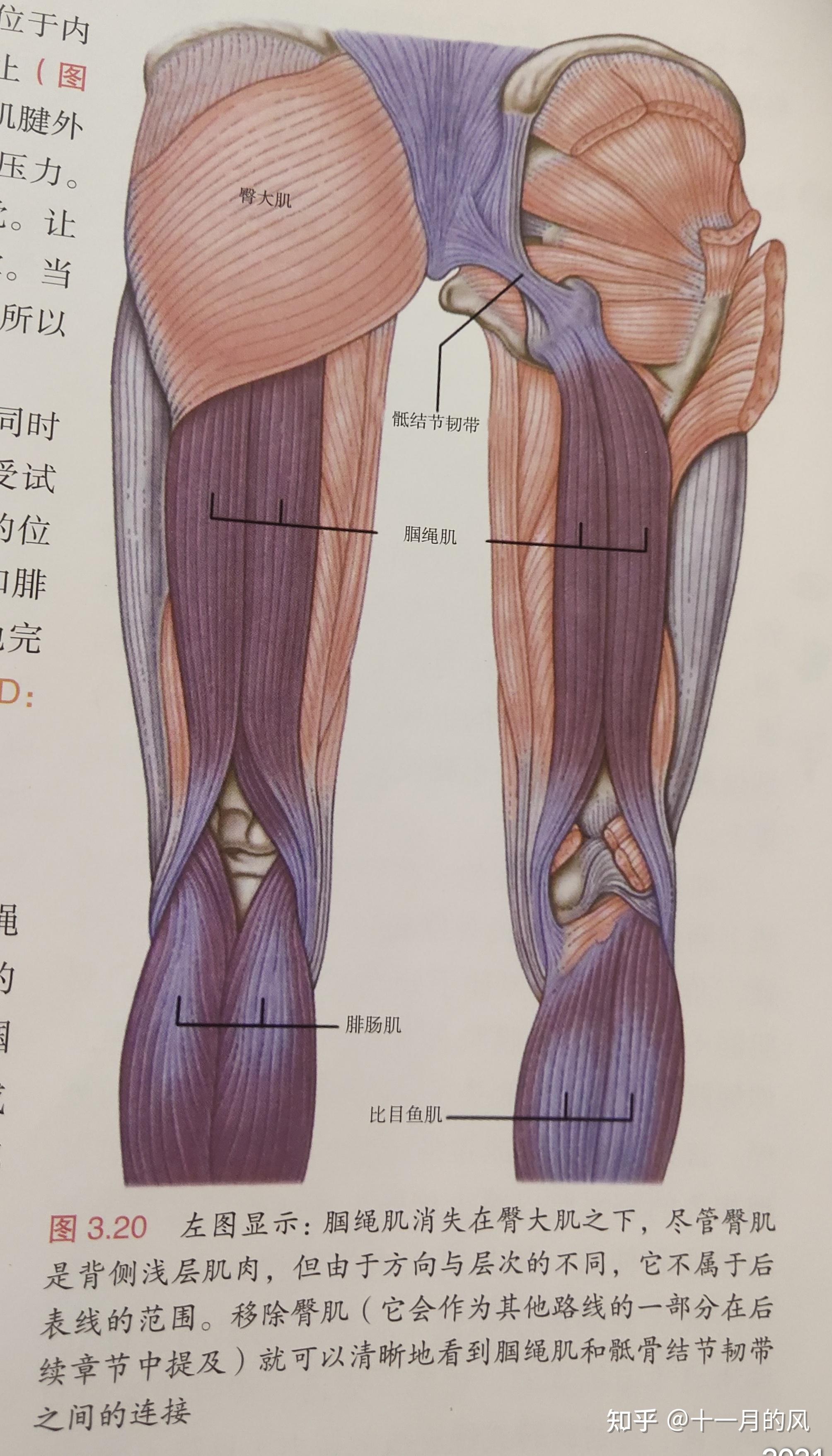 腘绳肌的位置图片