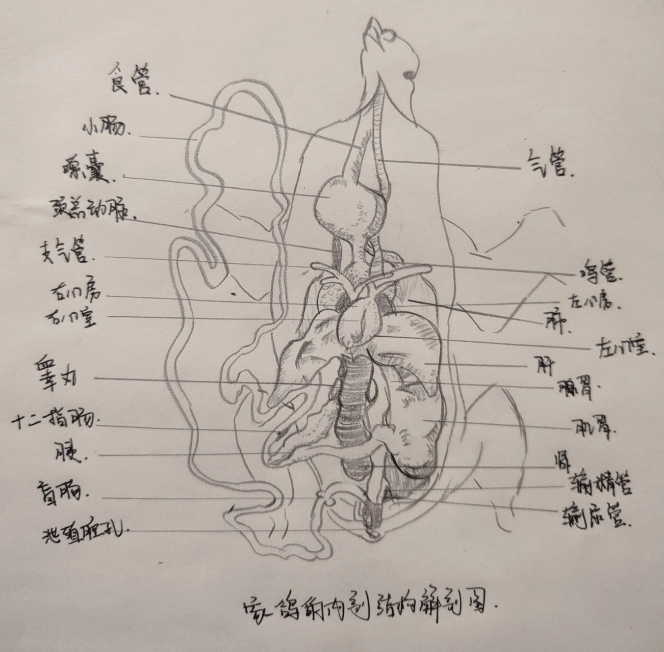 家鸽的解剖结构图图片