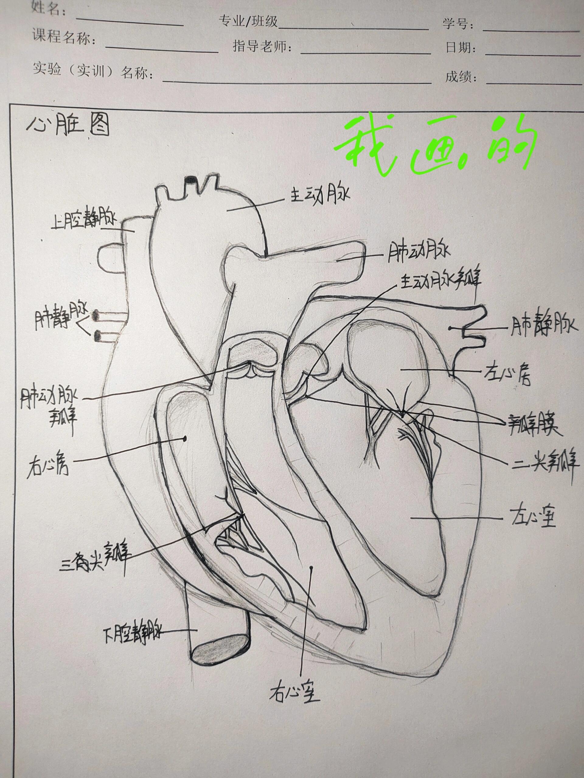 心脏图(大佬画vs我画的)