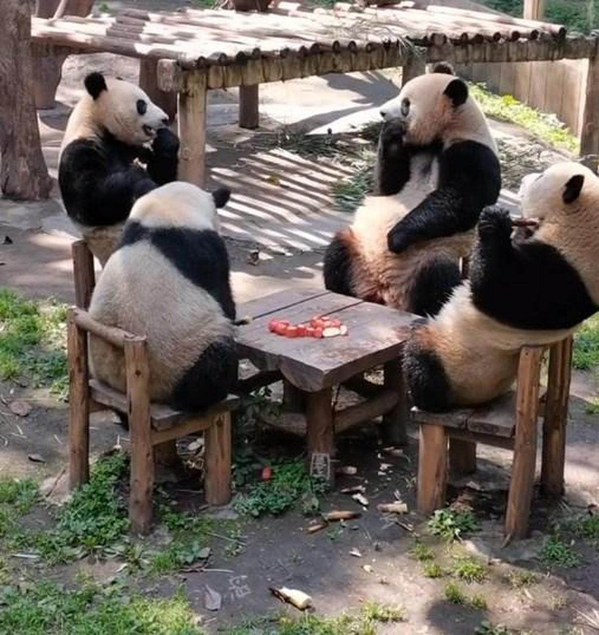 4只熊猫围坐一桌吃东西】近日,重庆动物园,4只大熊猫围坐一桌,惬意地