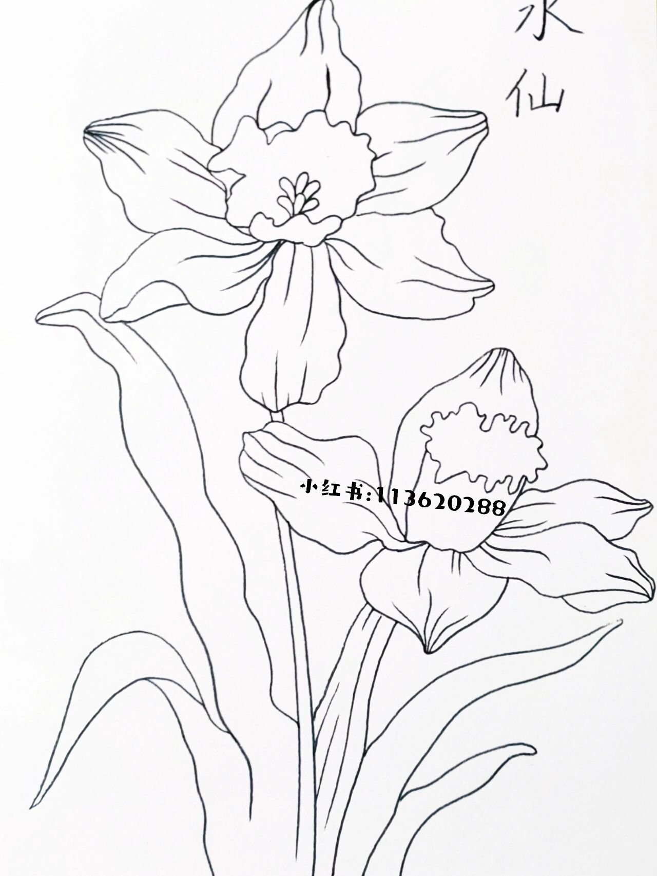 《水仙》彩色线描