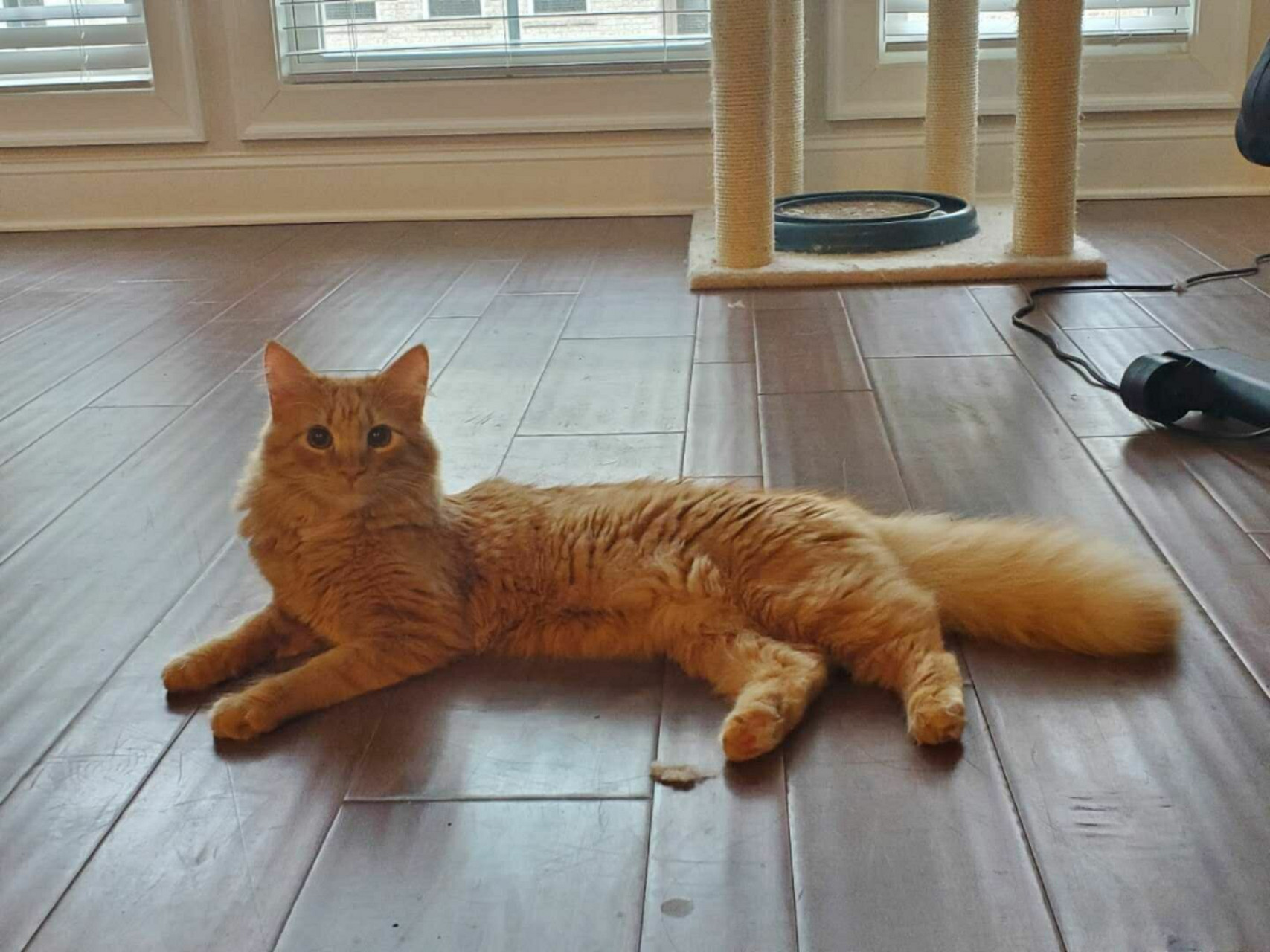 猫的日常‖终于拥有了蓬松的大松鼠尾巴!