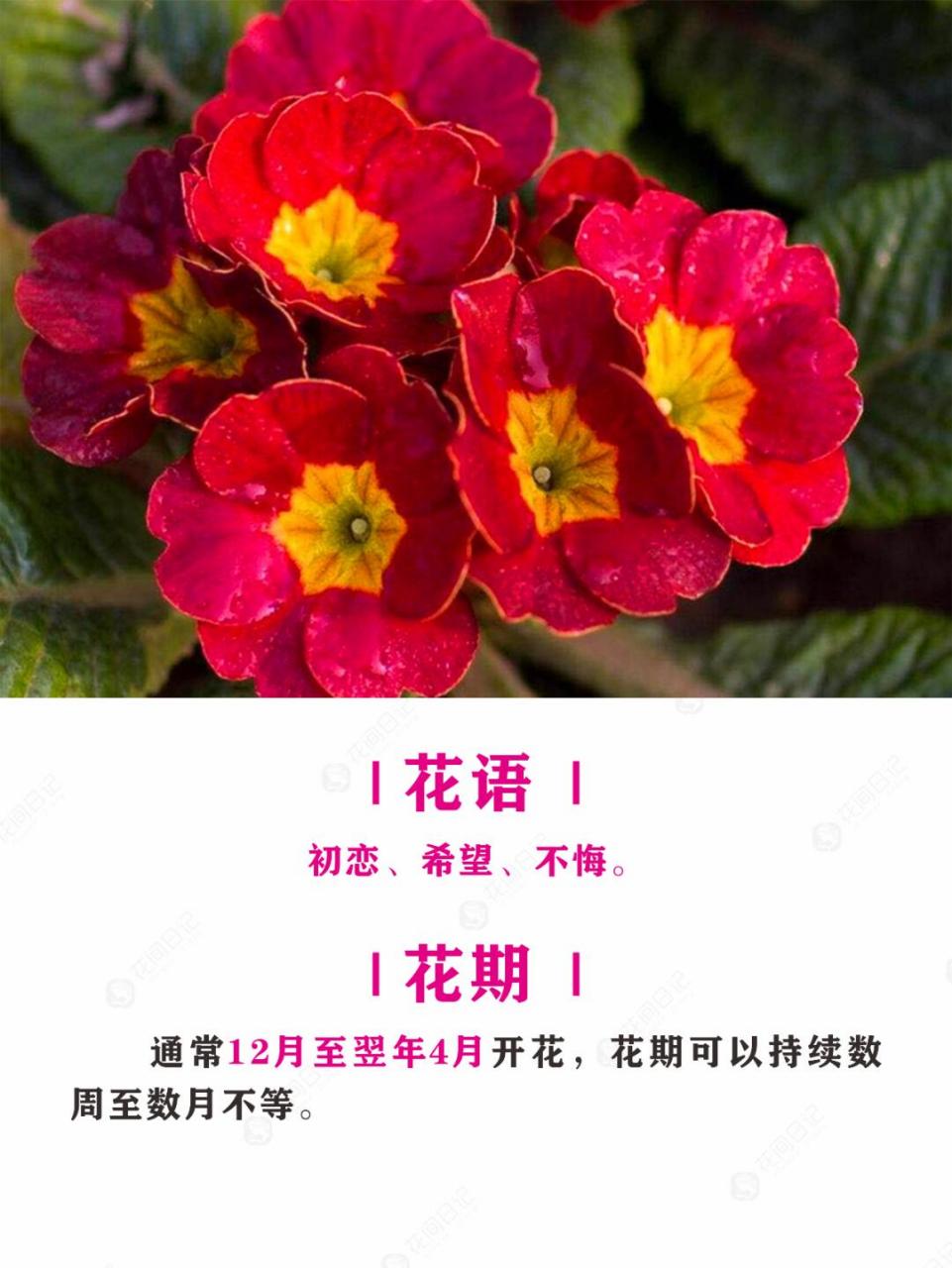 报春花简介图片