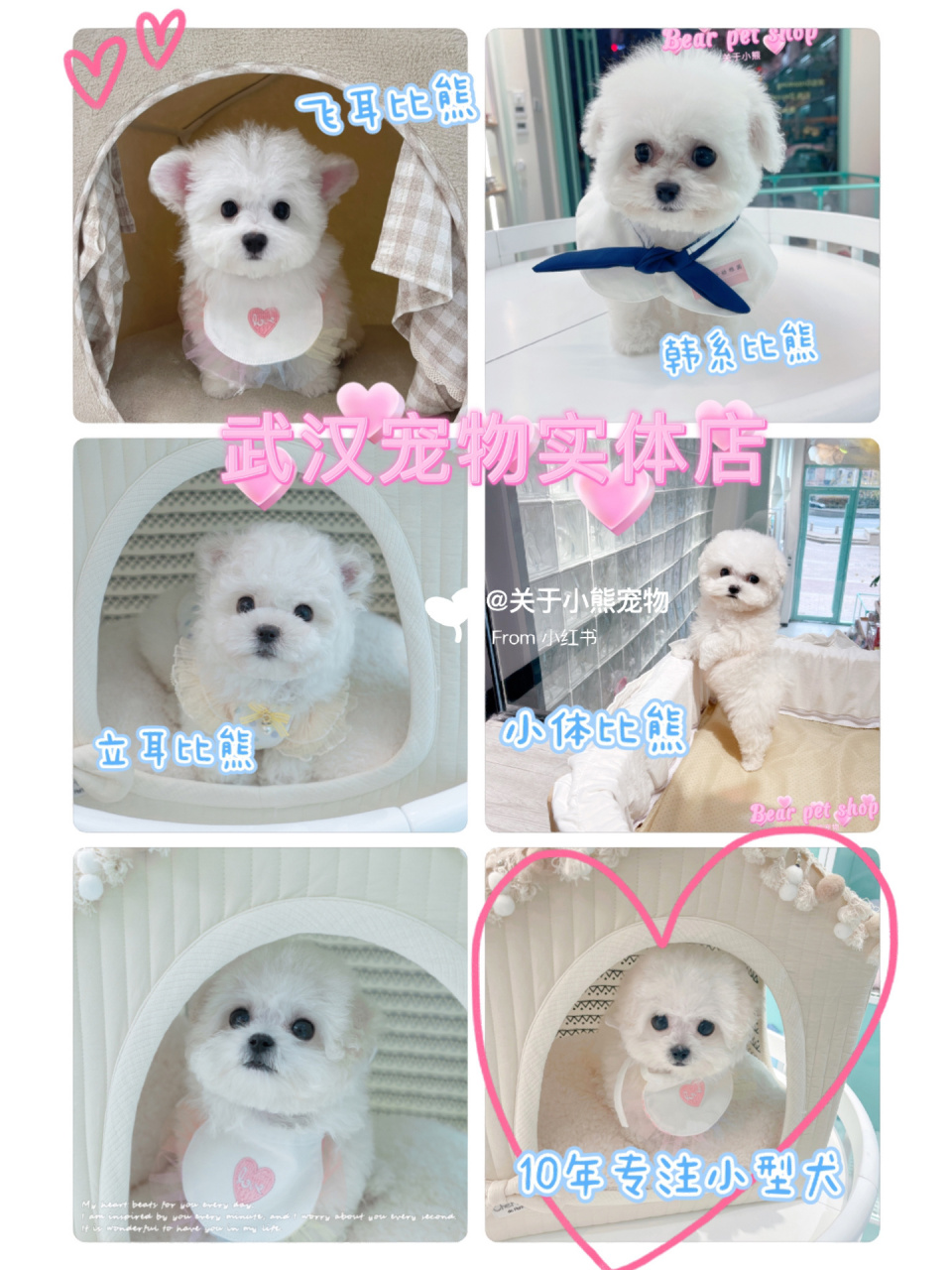 武汉比熊多少钱一只 市场上一般宠物级别的标体比熊1000-2500左右