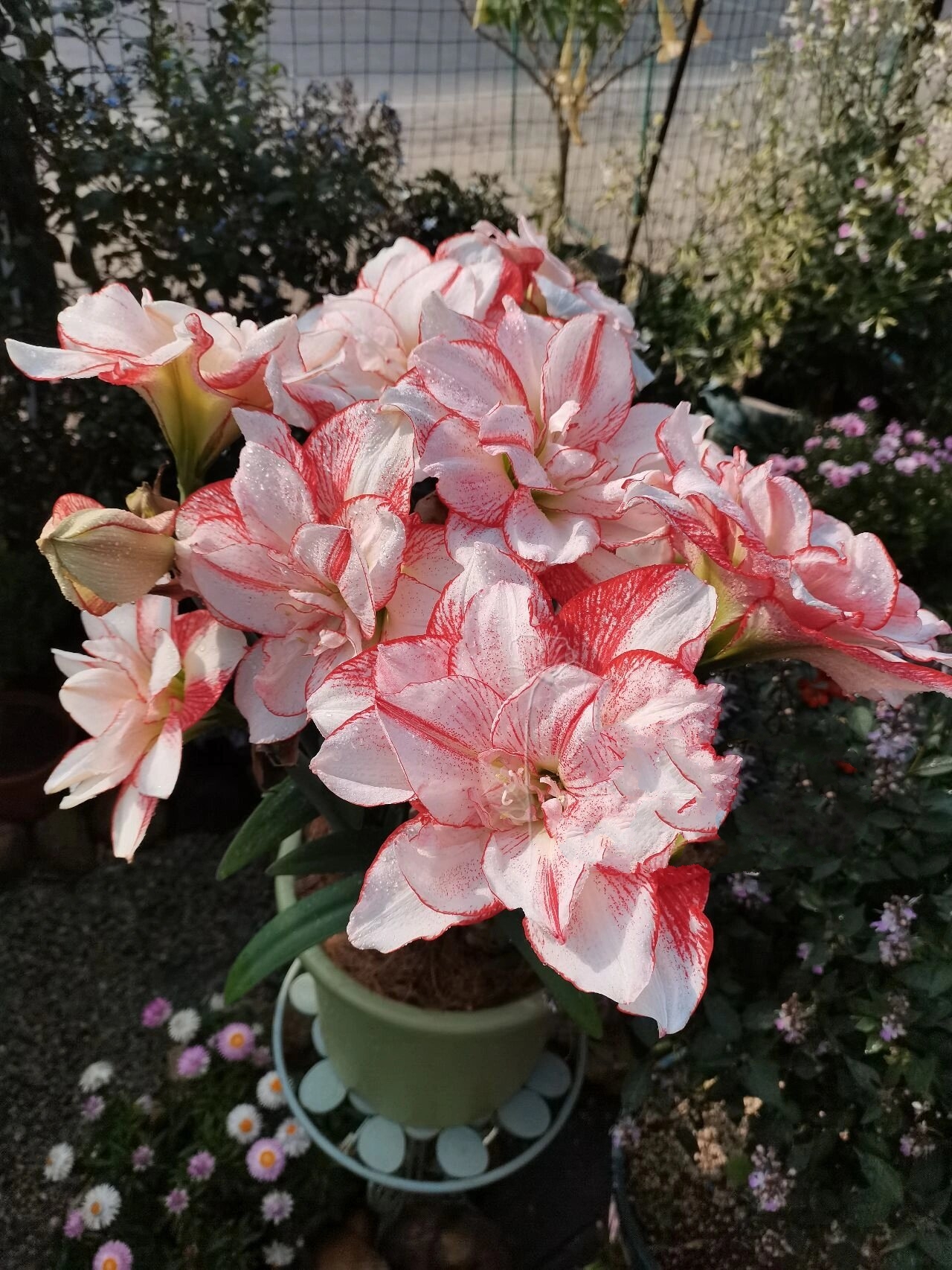 朱顶红  条纹黛丝