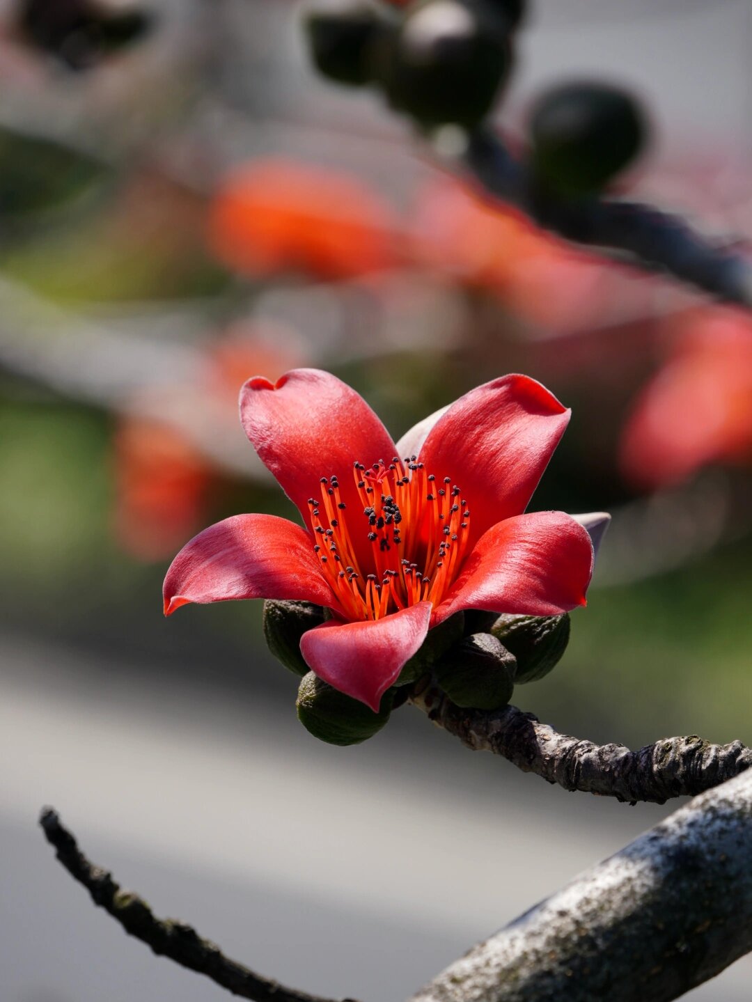 盛放的木棉花/红棉树/攀枝花/画画素材