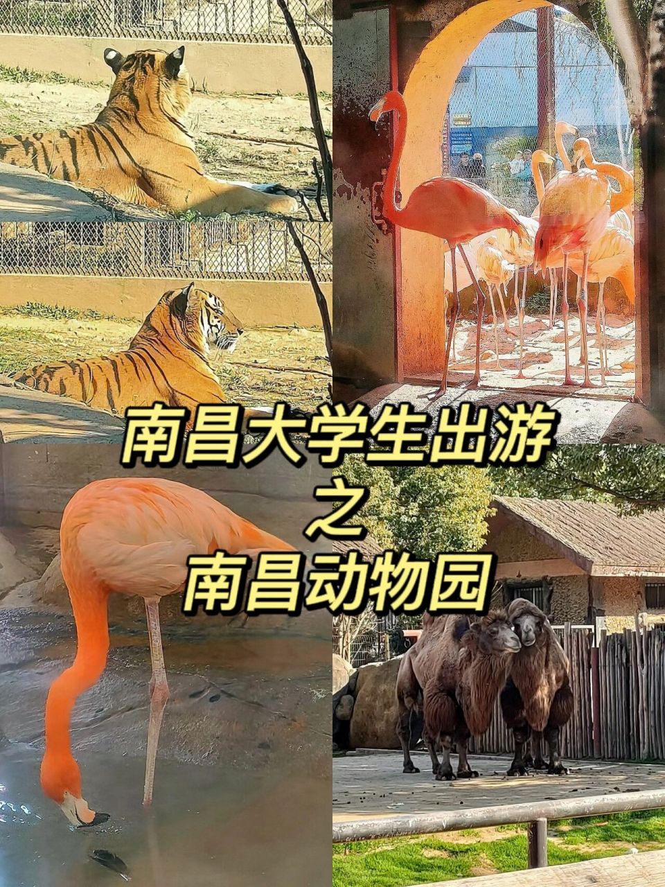 南昌动物园票价图片