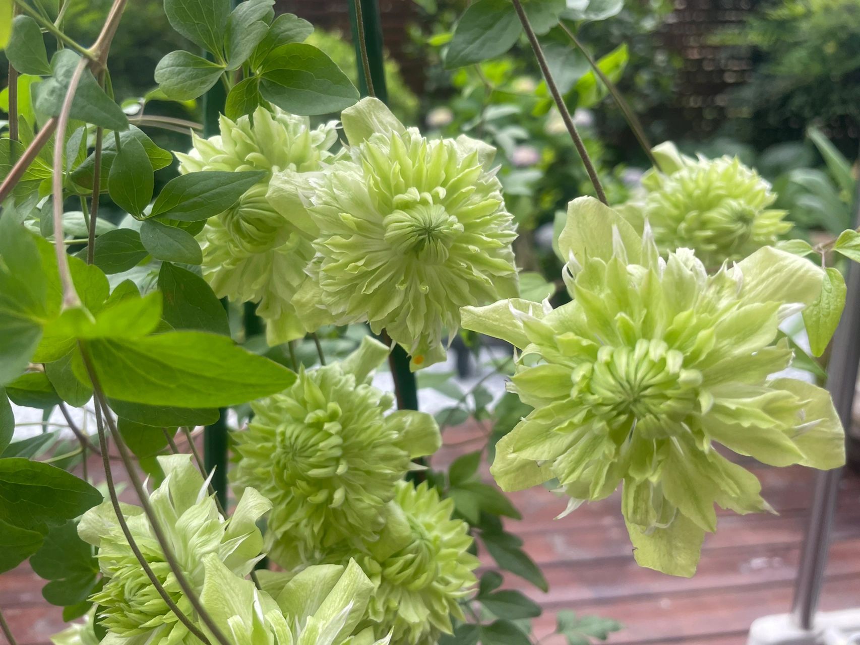 绿色的铁线莲你更喜欢哪个 不知不觉,我居然养了3棵绿色品种的铁线莲