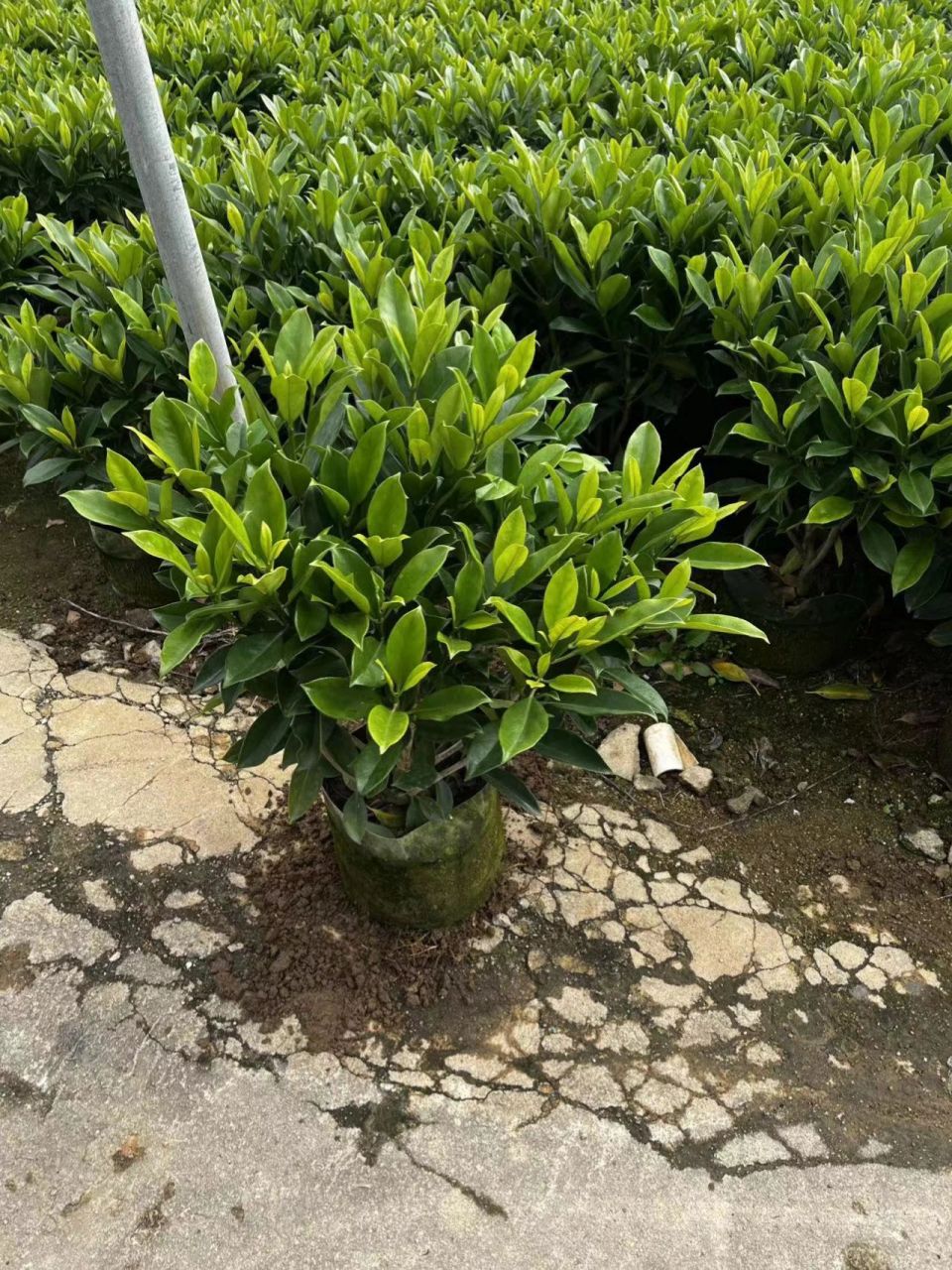 品种叫灰莉 品种叫灰莉 图片上面规格50-60公分高度,灌50-60公分(宽度