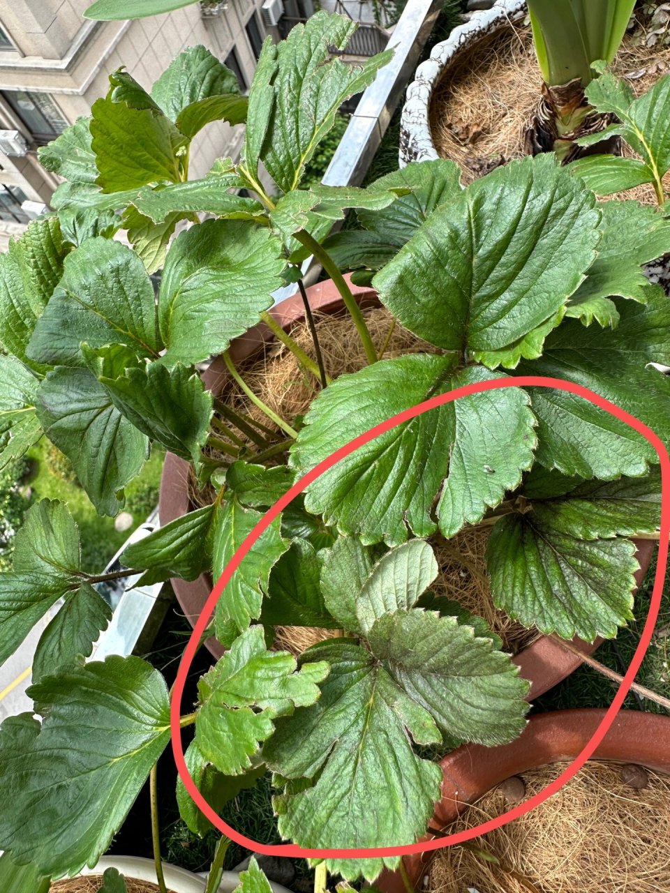 草莓叶片发黑了 我的草莓叶片和茎都发黑了,上搜说是长蓟马了,可是我