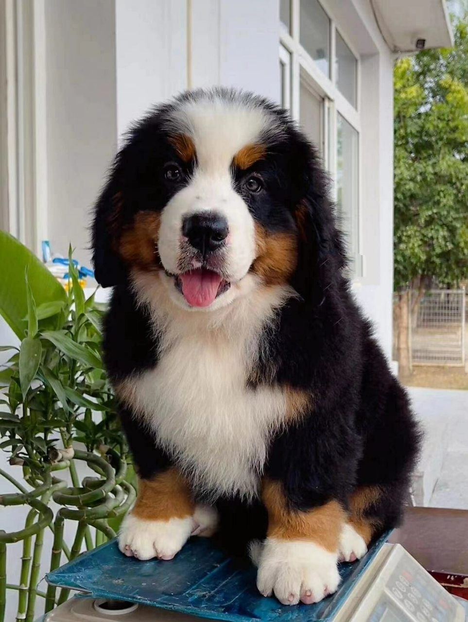 犬舍出售纯种cku赛级血统伯恩山黑色圣伯纳巨型幼犬活体真宠物狗