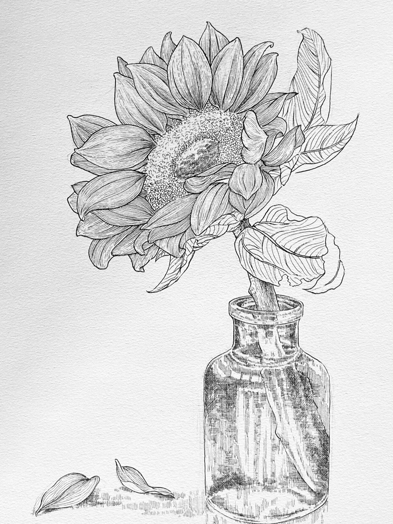 钢笔画练习《插在瓶子里的向日葵》