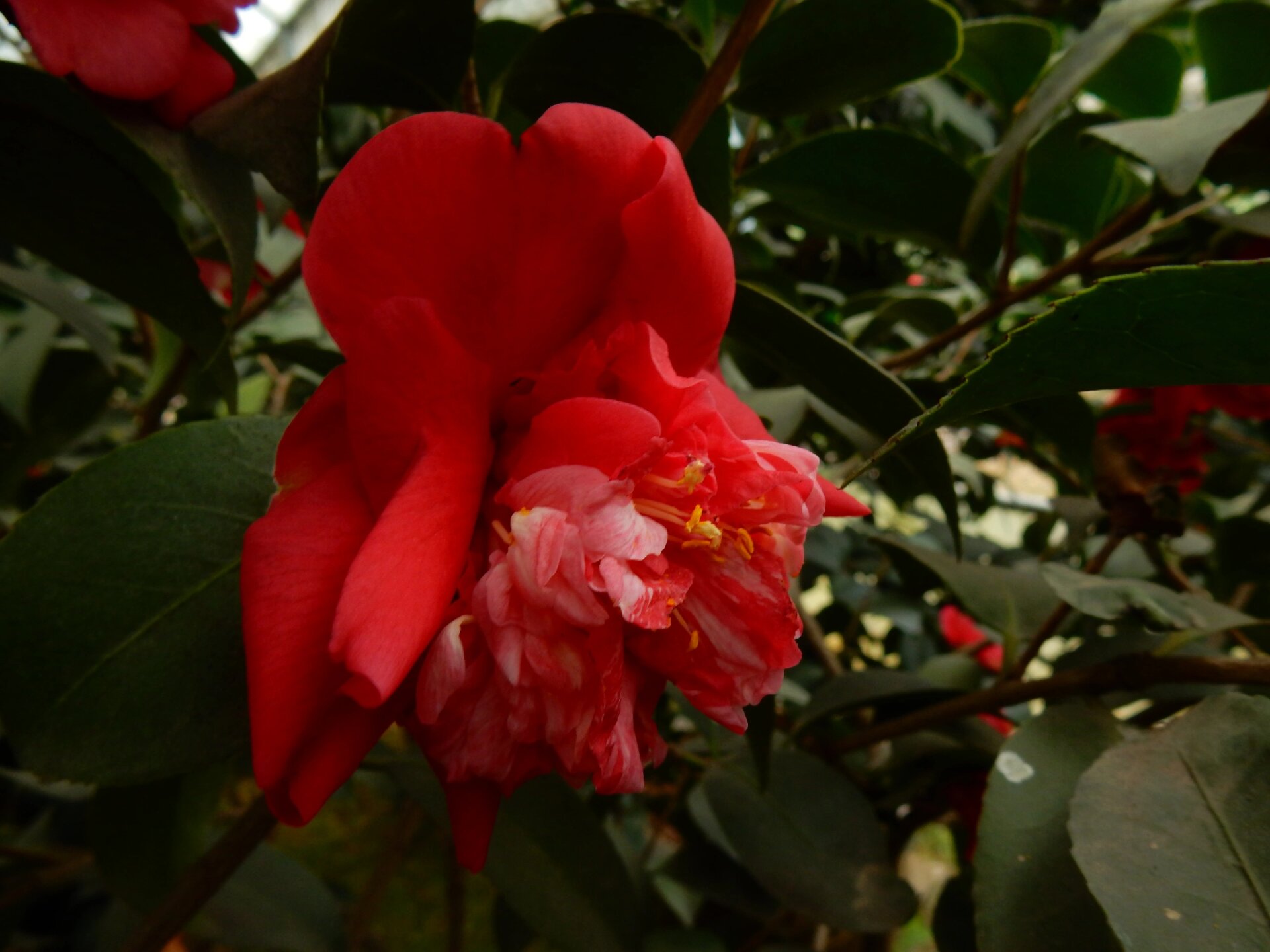 大吉祥 茶花品种~赛洛阳 茶花赛洛阳,又名"大吉祥",产地浙江温州属