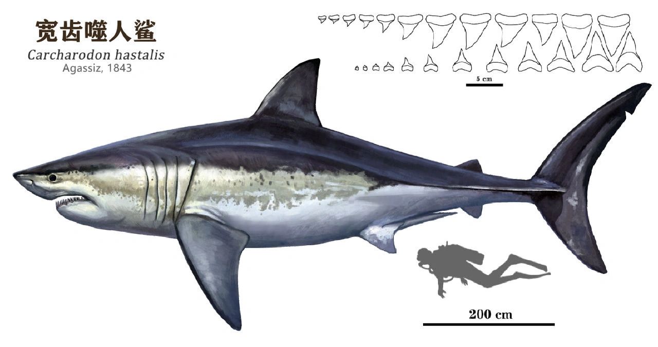 几种耳齿鲨与噬人鲨体型对比图