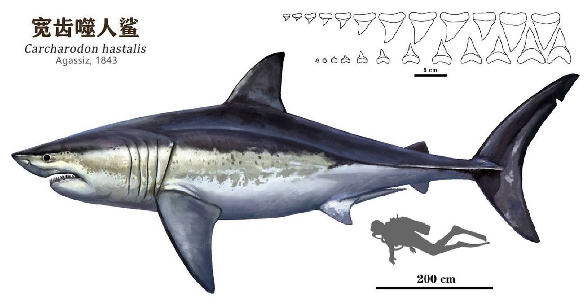 几种耳齿鲨与噬人鲨体型对比图 转自鲨姐粉丝群