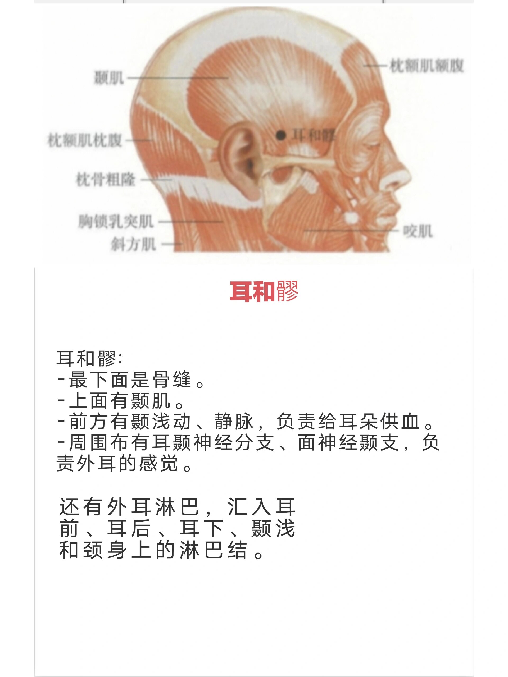 筆記～耳和髎