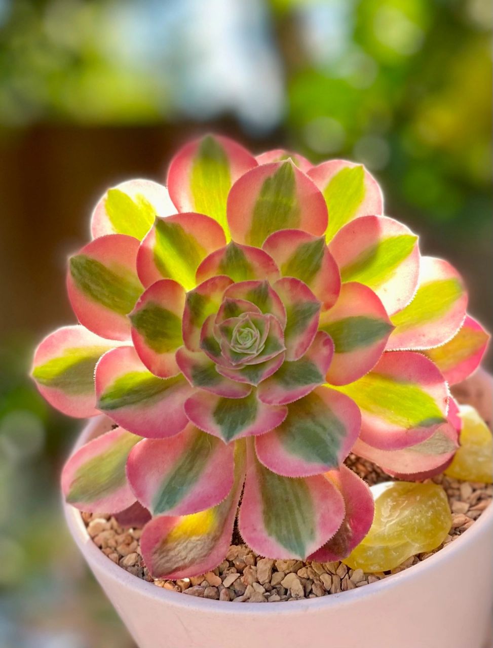 98粉色系多肉的颜值担当～法师"粉女巫" 粉女巫法师是景天科莲花掌