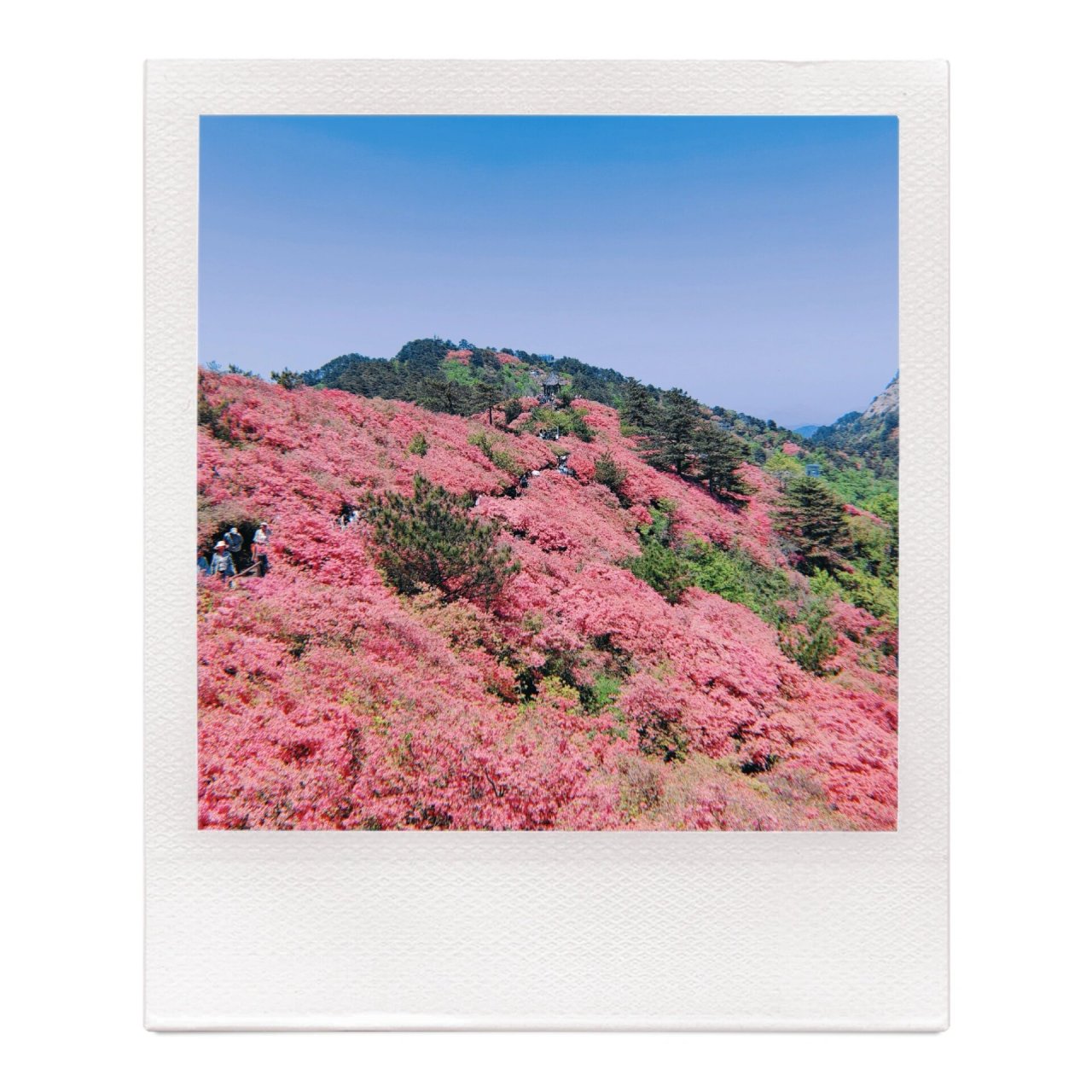 麻城龟峰山赏杜鹃:层林尽染,漫山红遍 门票:150/人 缆车:60单程 建议