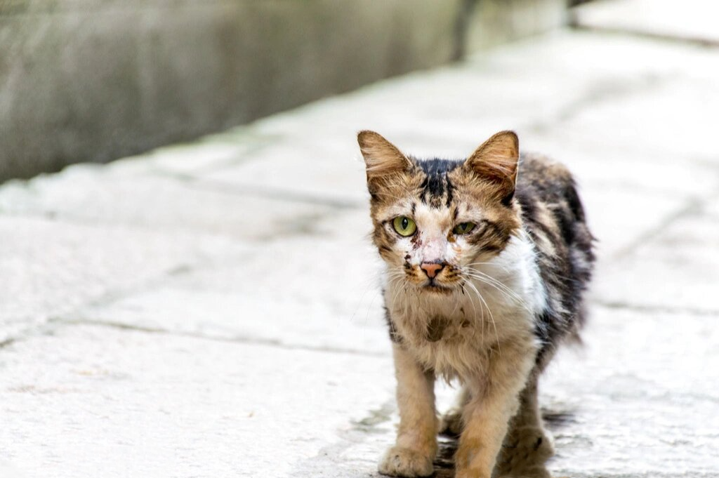 现实生活中的小猫图片图片